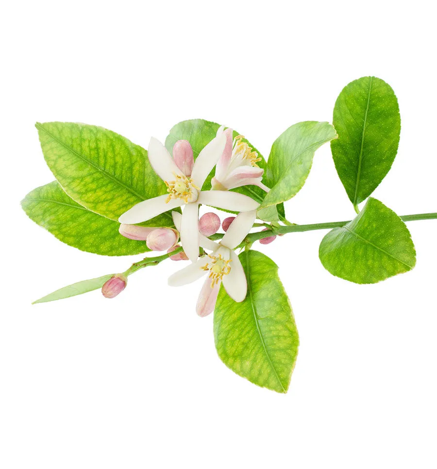 Lemon Blossom Fragrance Oil