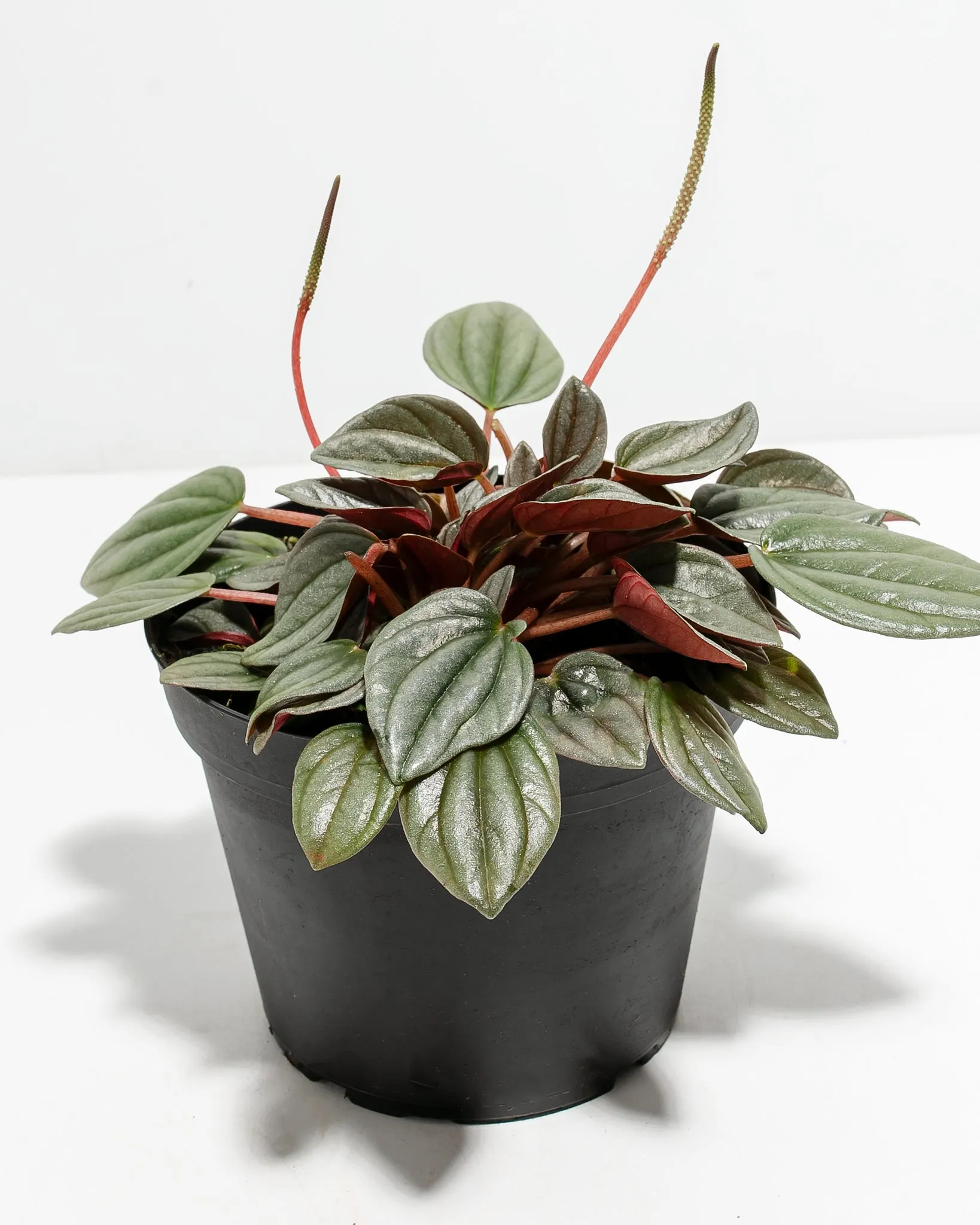 Peperomia Santorini