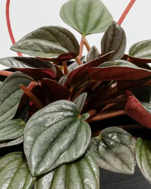 Peperomia Santorini