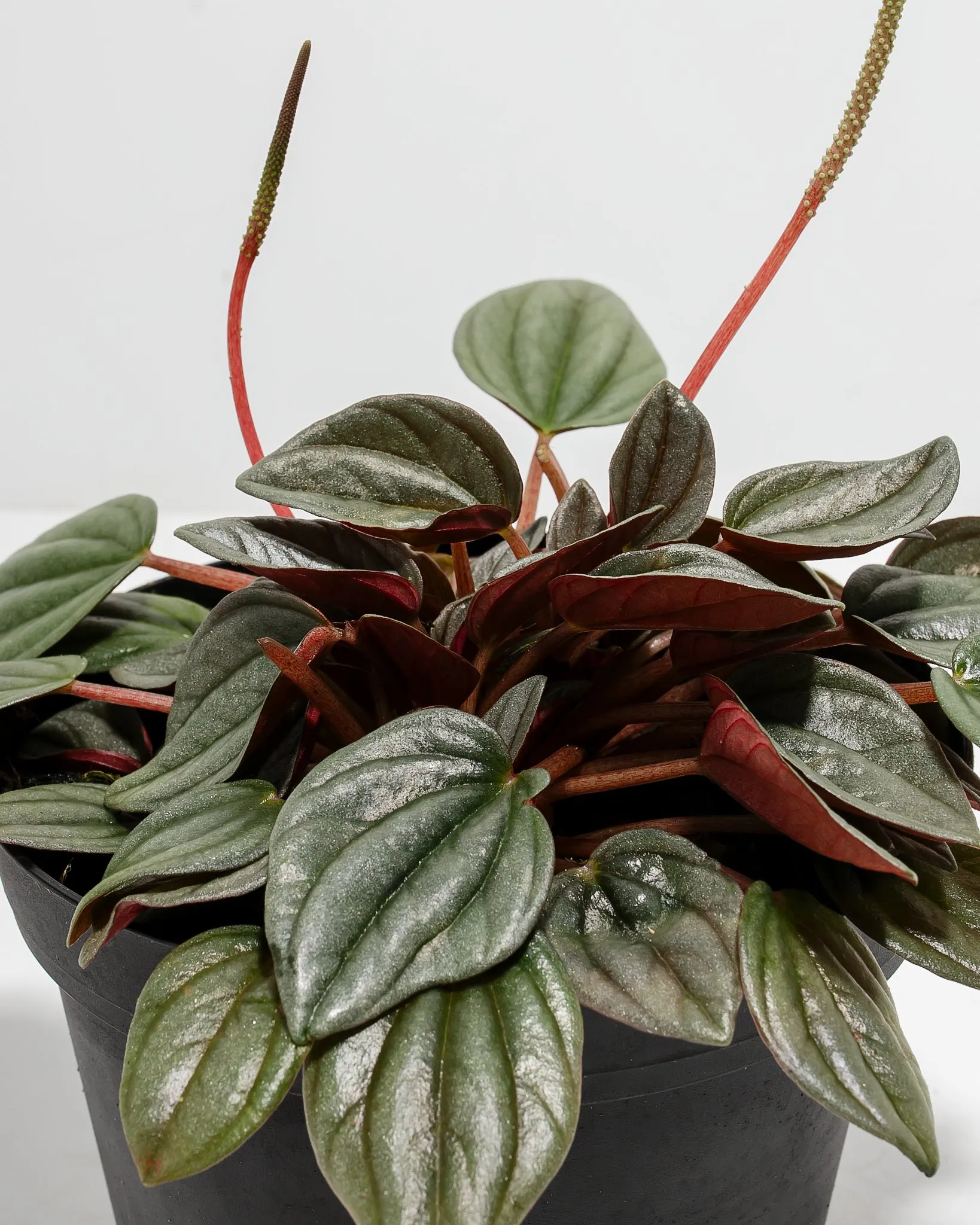 Peperomia Santorini