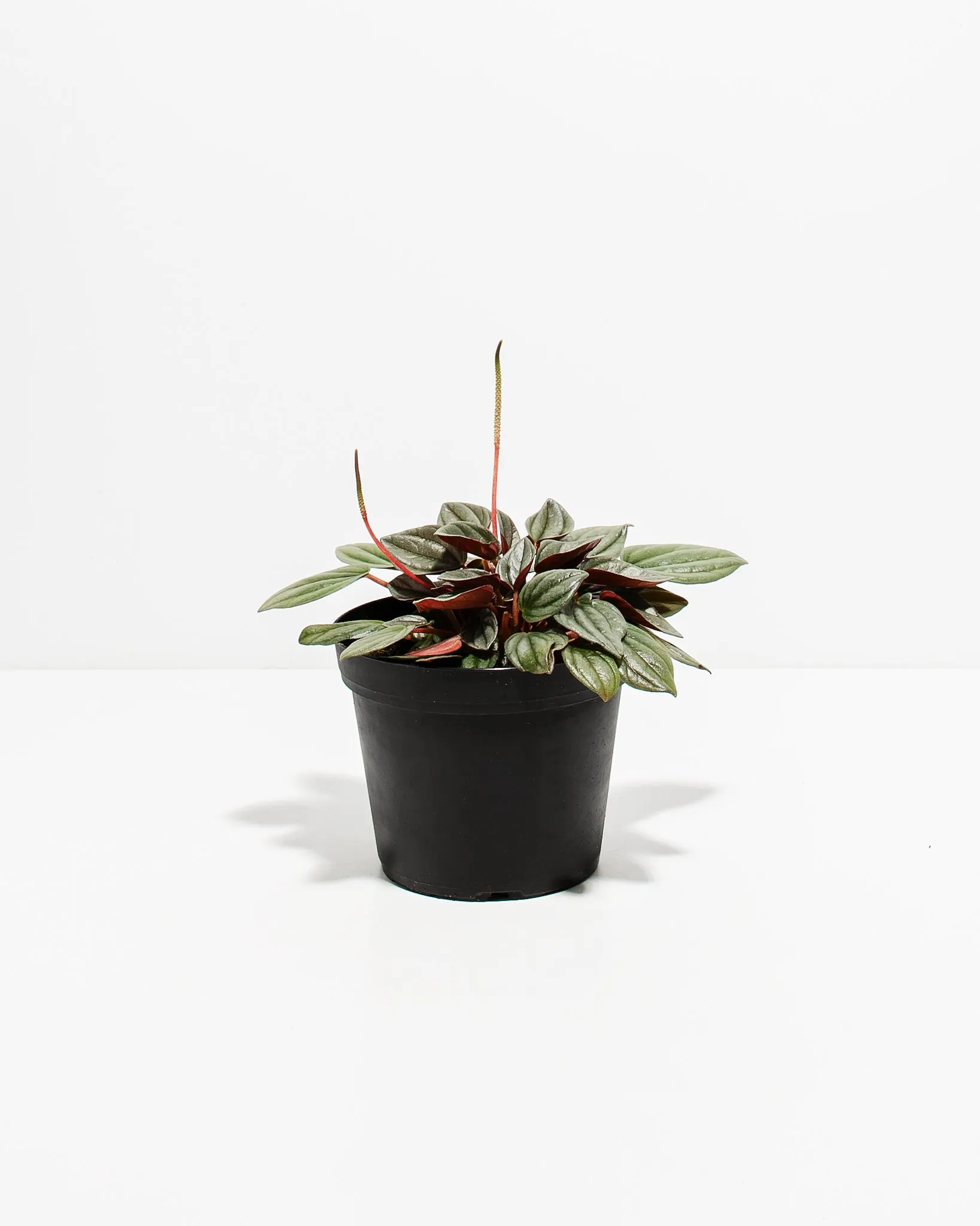 Peperomia Santorini