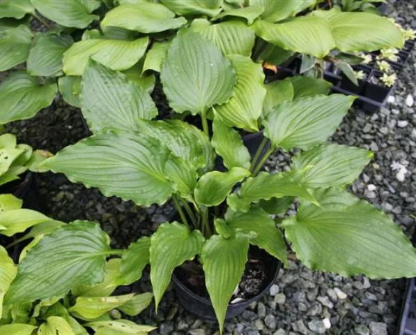 Plum Nutty Hosta