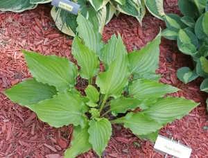 Plum Nutty Hosta