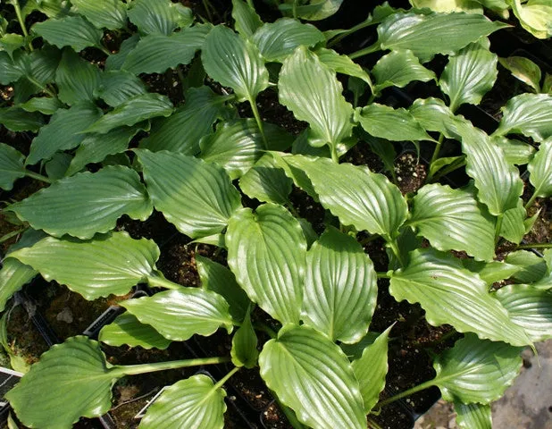 Plum Nutty Hosta